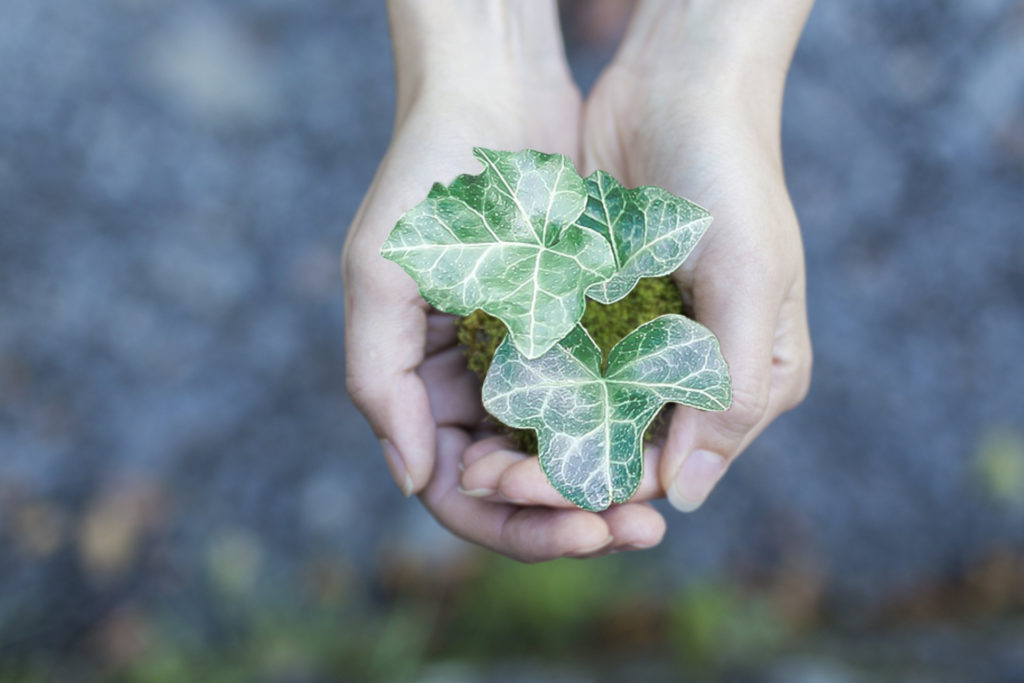 Cápsulas Informativas: Criterios Ambientalmente Sustentables